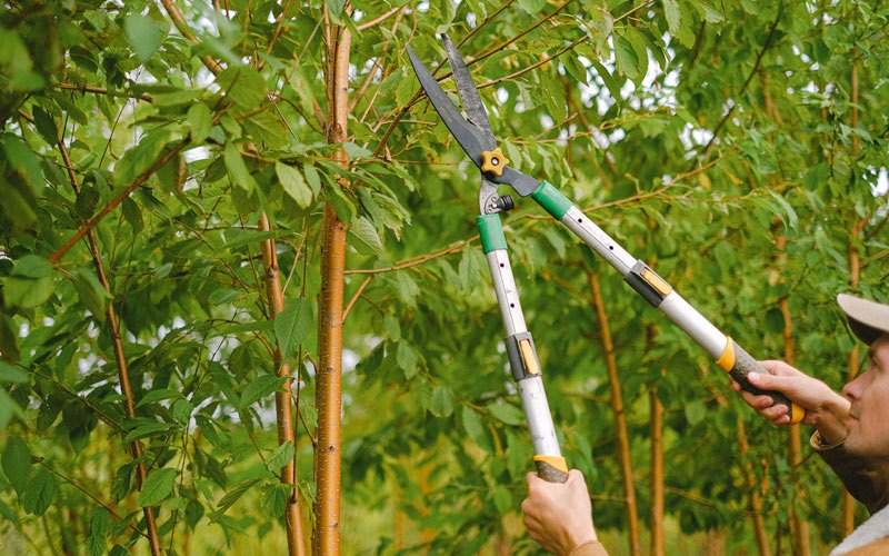 Tree trimming in Riceville, IA